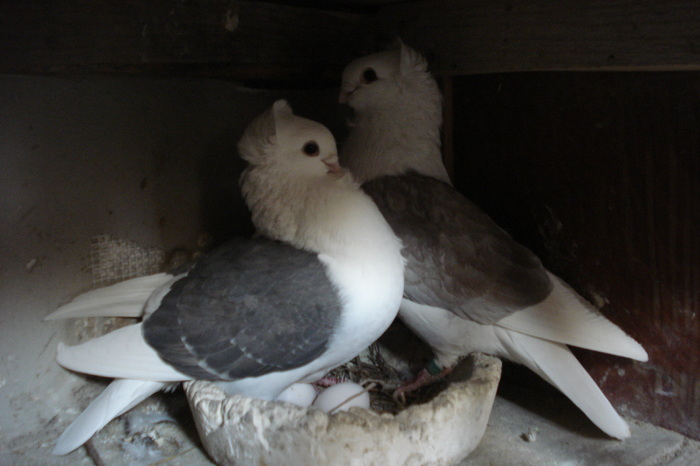 per. 7; m rosu cenusiu f negru
