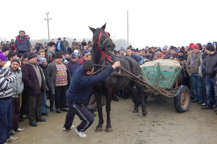 proba_la_concursul_de_cai_slatioara_003 - botezul cailor in tara