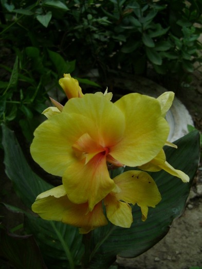 canna Inferno - Canna 2010