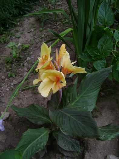 canna Inferno - Canna 2010