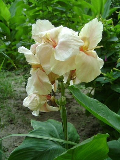 Canna Yellow (Humbert?) - Canna 2010