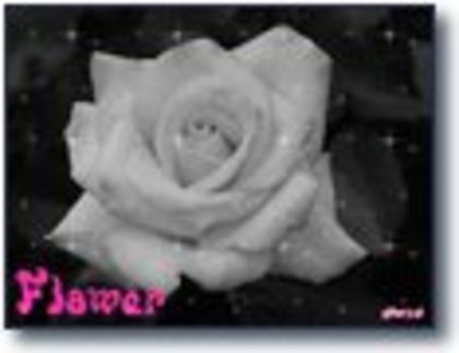 Stropitoarele pornire