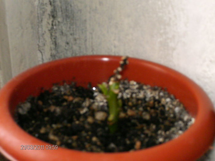 steua Craciunului incepe sa dea mugurasi