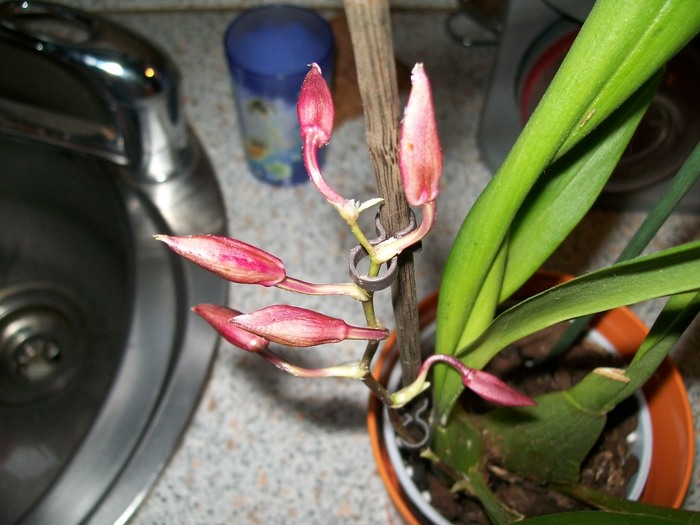 orhidee 011 - Miltonidium-Miltoniopsis