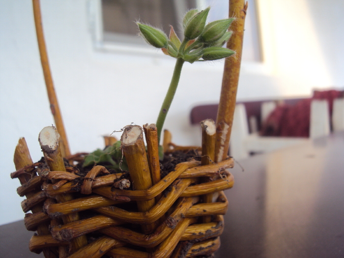 DSC07532 - GRADINA  2011