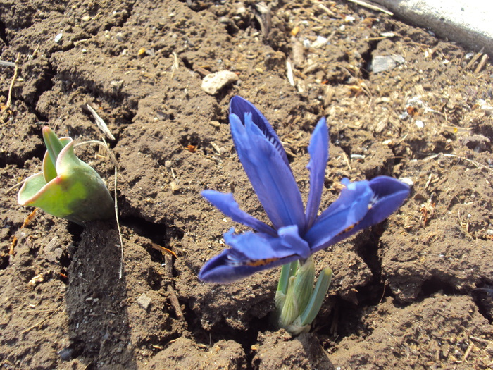 DSC07534 - GRADINA  2011