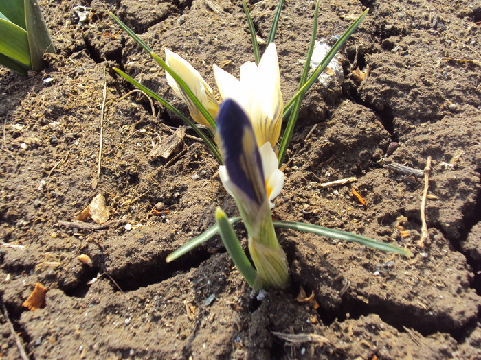 DSC07535 - GRADINA  2011