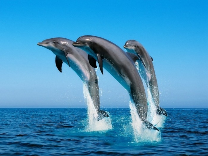 dolphins_wallpaper-1024x768 - Ziua mondiala a apei-2011