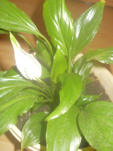 ....dar de crescut numai creste - SPATHIPHYLLUM