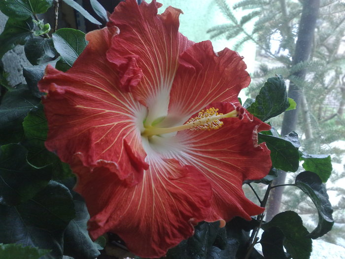 hot paprika - Hibiscus