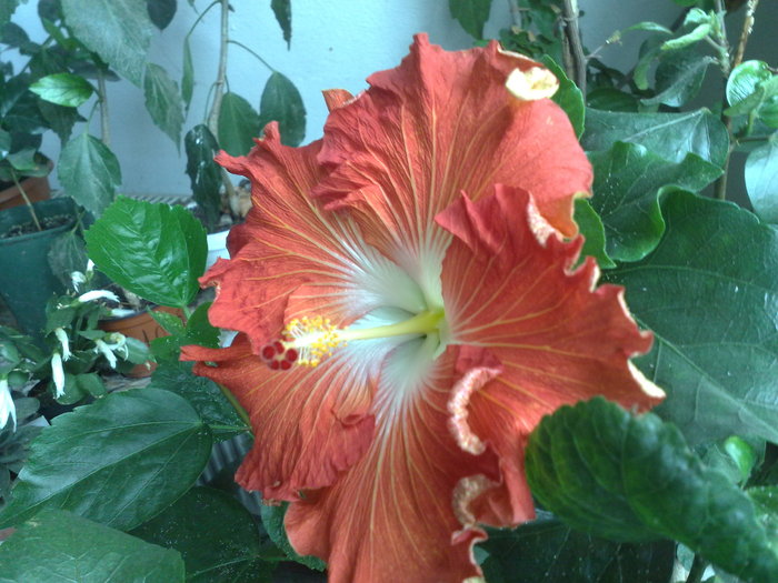 hot paprika - Hibiscus