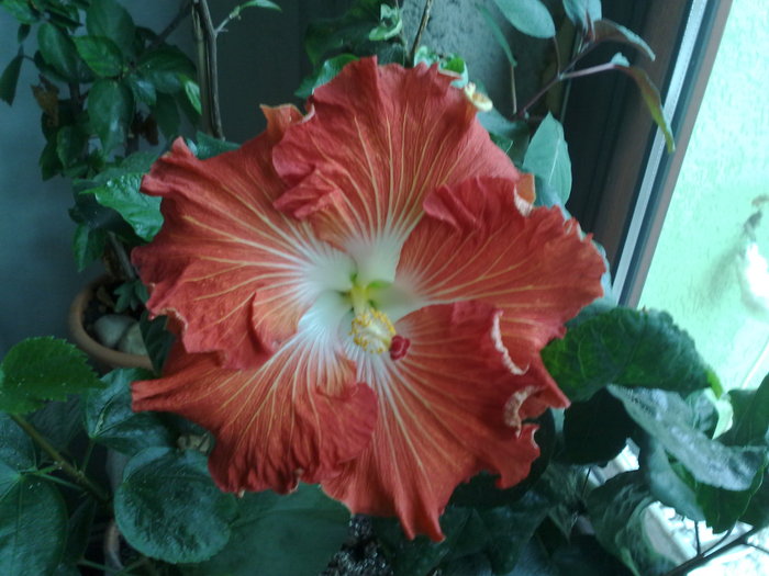 hot paprika - Hibiscus