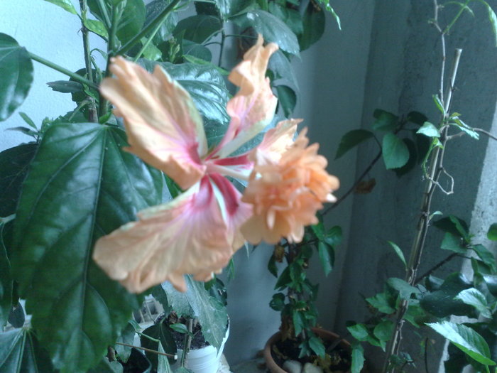 el capitolio sport - Hibiscus