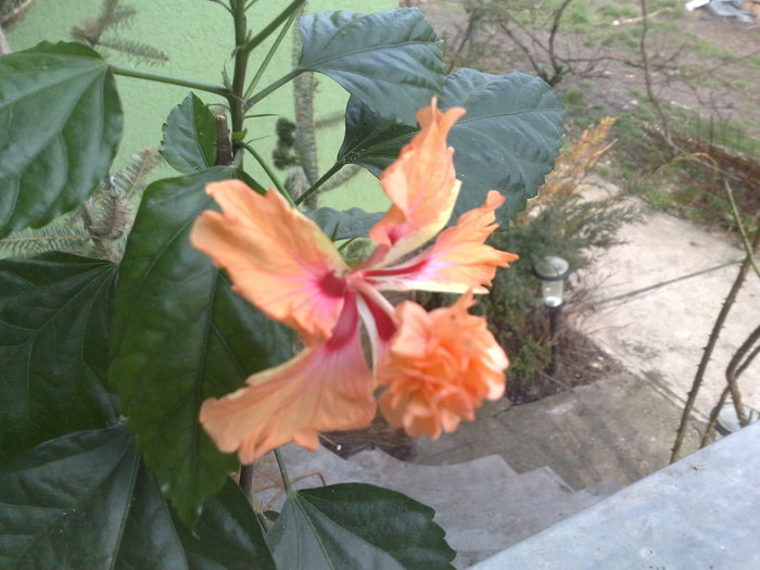 el capitolio sport - Hibiscus