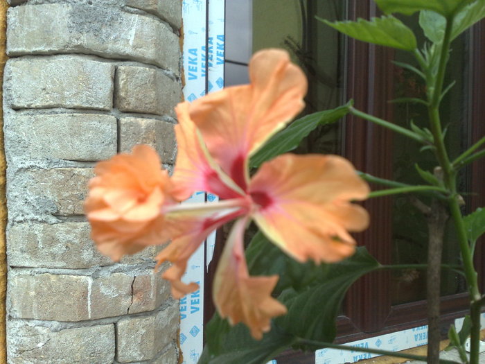 el capitolio sport - Hibiscus