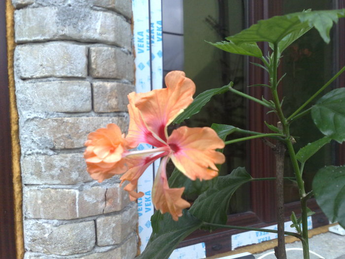 el capitolio sport - Hibiscus