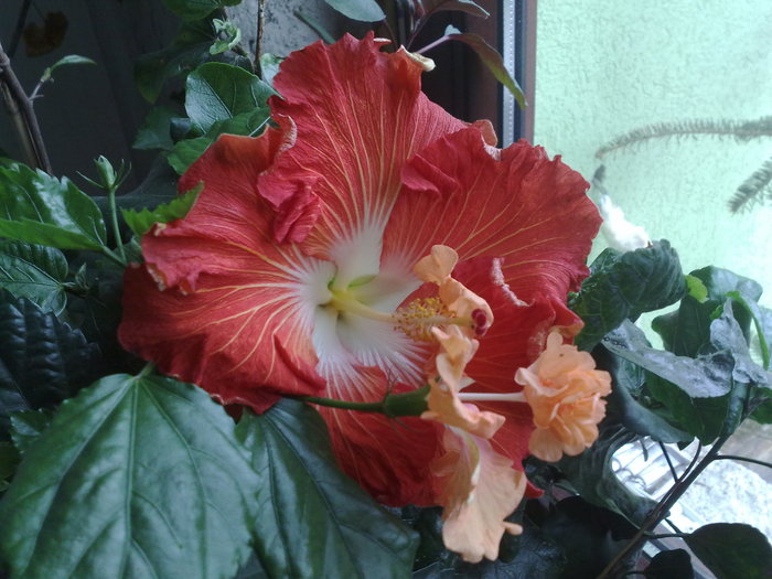 hot paprika + el capitolio sport - Hibiscus