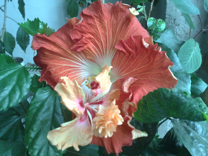 hot paprika + el capitolio sport - Hibiscus