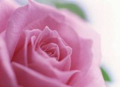 trandafir - Flori