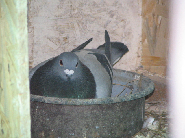 Picture 007 - PIGEONS Sport Dave