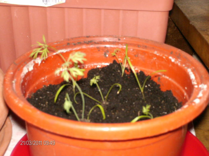 marar - florile mele _2011