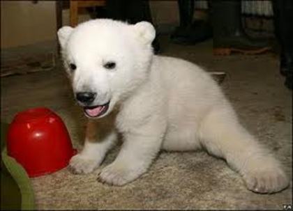 knut :x - la revedere knut