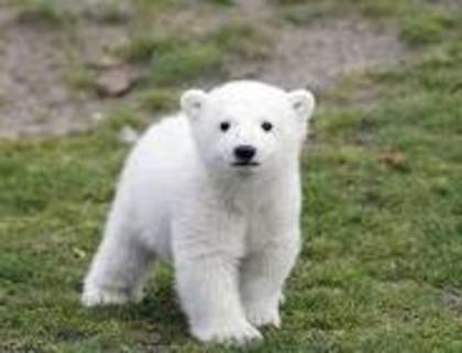 knut