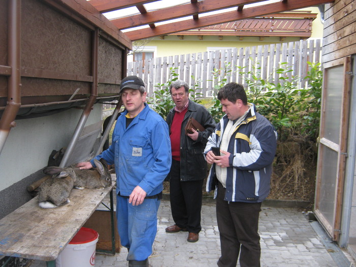 La ferma lui Holl Norbert pui urias