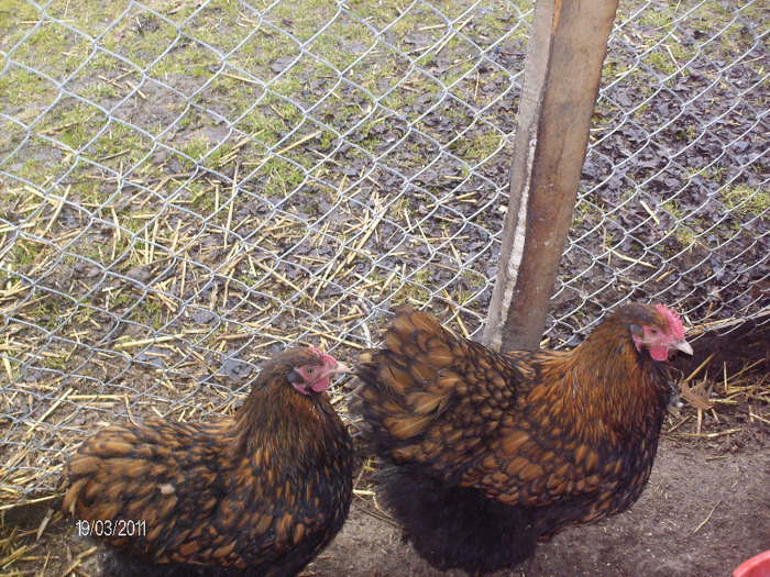 HPIM3810 - Orpington galben negru 2010