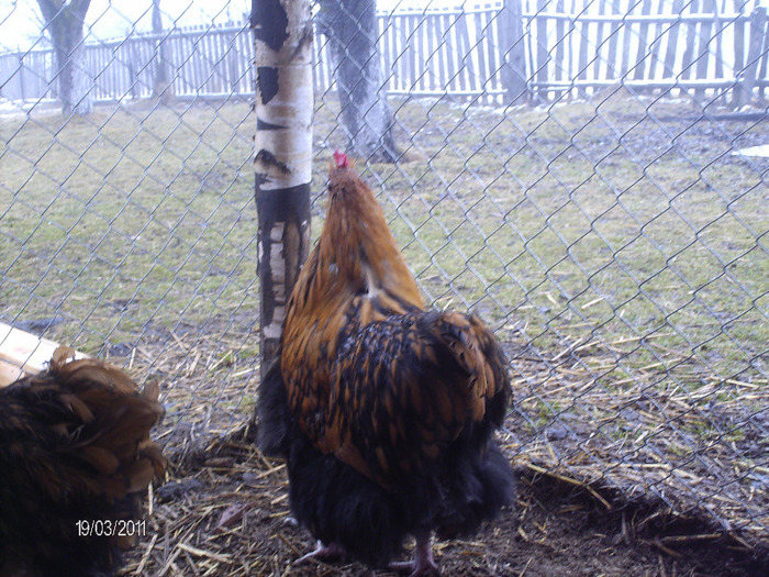 HPIM3750 - Orpington galben negru 2010