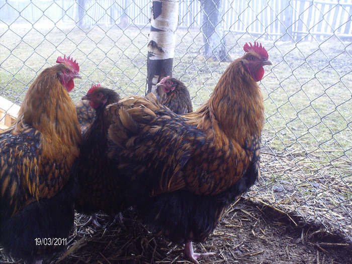 HPIM3757 - Orpington galben negru 2010