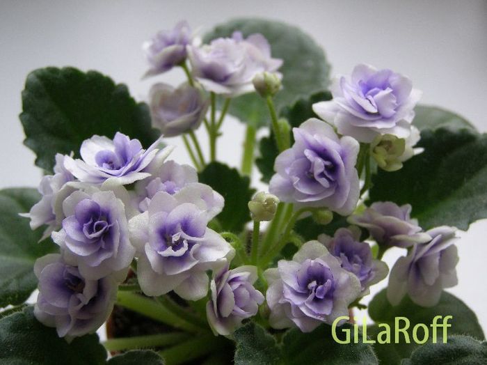 detaliu floare(fotografia nu-mi apartine)