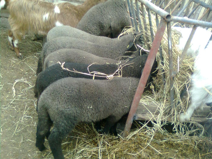 OI - cap negru de teleorman - CARABASA - mishu