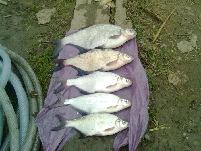Imagine0119 - prima partida de pescuit pe 2011