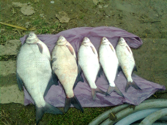 Imagine0120 - prima partida de pescuit pe 2011