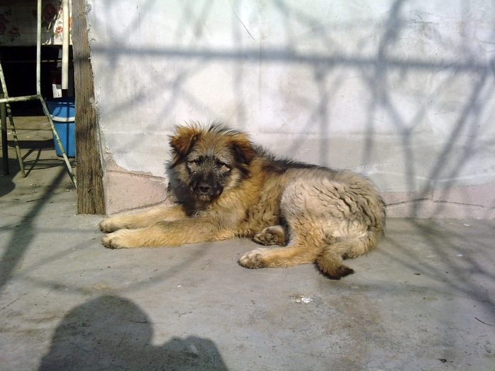 frtyui - x METIS CANE CORSO  MIORITIC