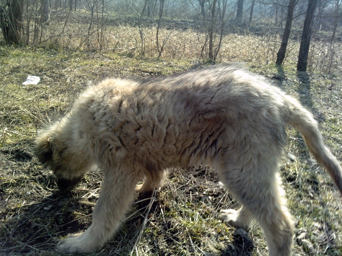 gtesd - x METIS CANE CORSO  MIORITIC