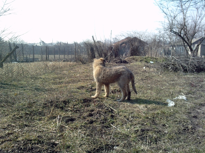 trddf - x METIS CANE CORSO  MIORITIC