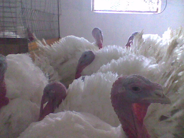 Imag002 - Curcani  rasa grea