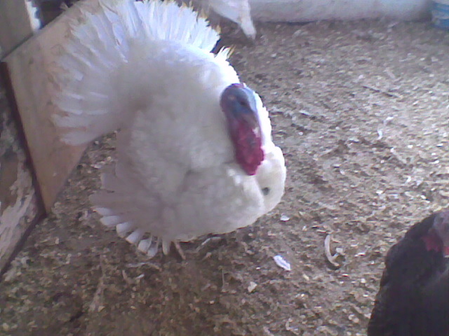 Imag003gogoasa - Curcani  rasa grea