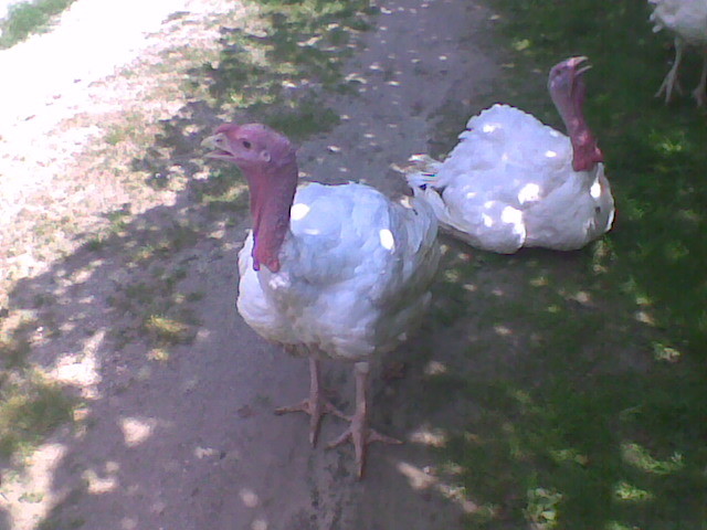 Imag004 - Curcani  rasa grea