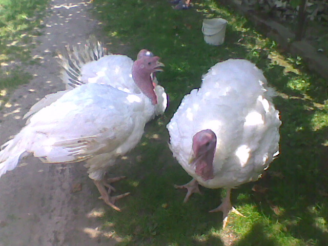 Imag011 - Curcani  rasa grea