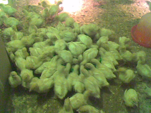 Imag028 - Curcani  rasa grea