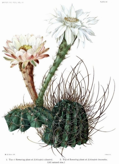 Echinopsis silvestrii - Cactusi si alte suculente