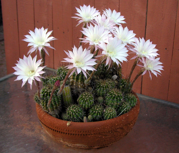 Echinopsis oxygona (poza preluata de pe net doar pt. exemplificare)