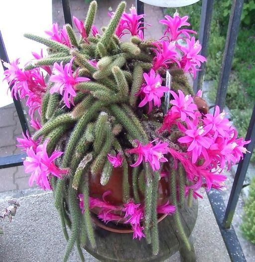 Aporocactus flageliformis (poza preluata de pe net doar pt. exemplificare); planta ce mi-o doresc tare mult
