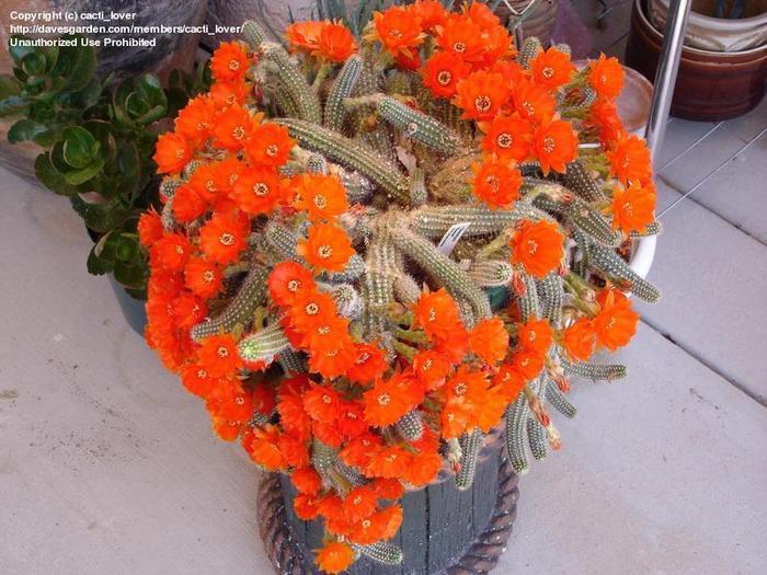 Echinopsis chamaecereus IMI DORESC TARE TARE MULT (poza preluata de pe net doar pt. exemplificare) - Cactusi si alte suculente
