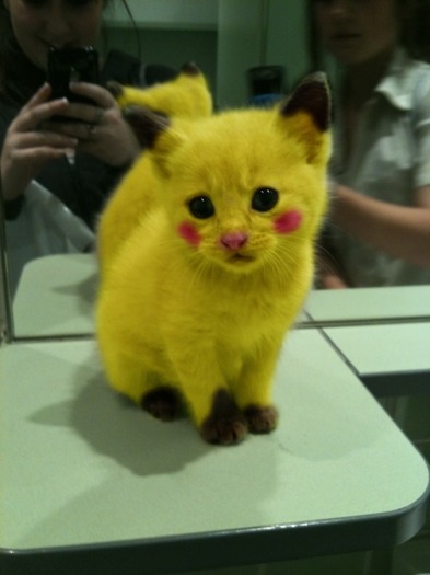 o-pisica-pokemon - o pisica pokemon