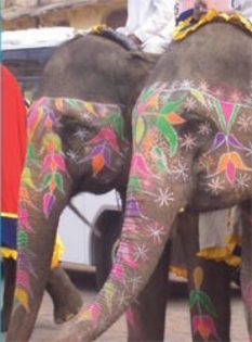 elefanti2 - INDIA