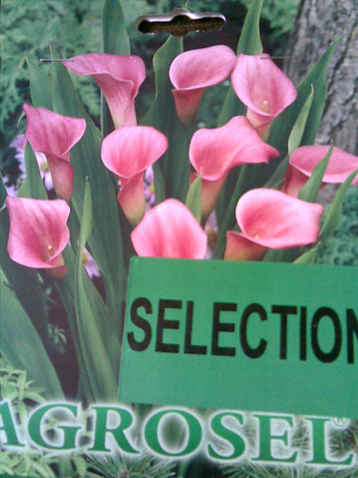cala roz-Dedeman-6.99 - Bulbi de la Atlasplant
